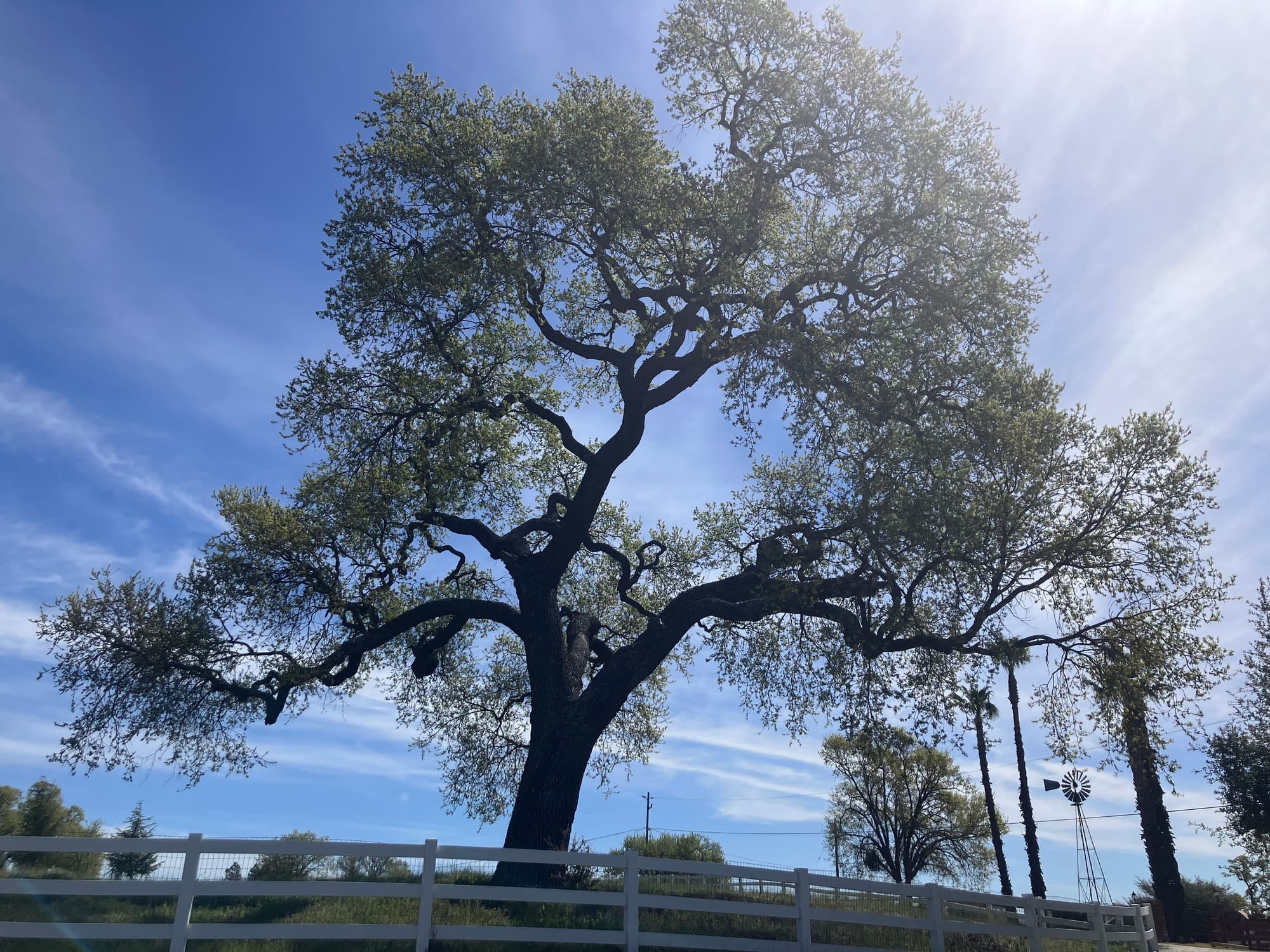 A California oak tree stands tall, branches towards the sky
